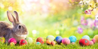 Easter bunny and eggs pic